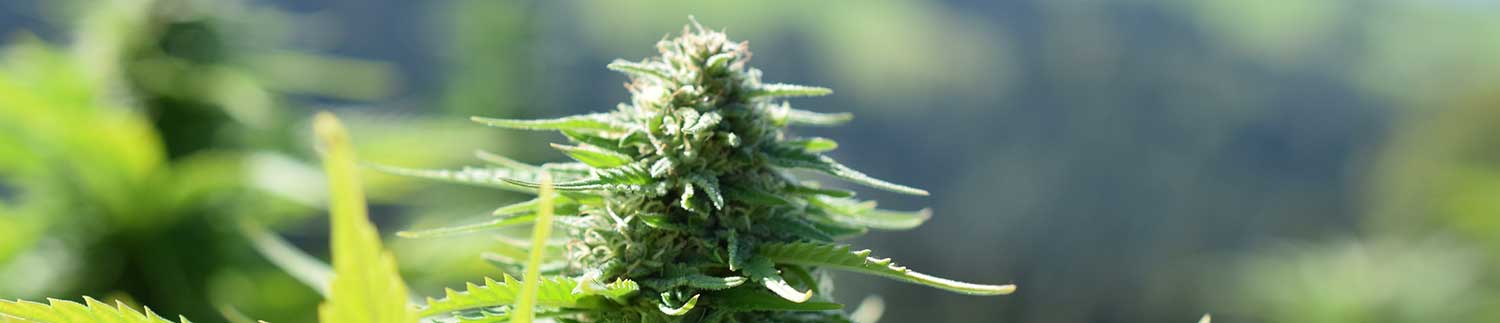 portugal cannabis urlaub