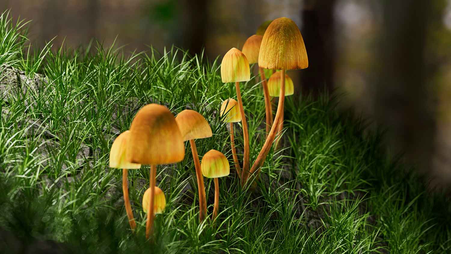 Psilocybin