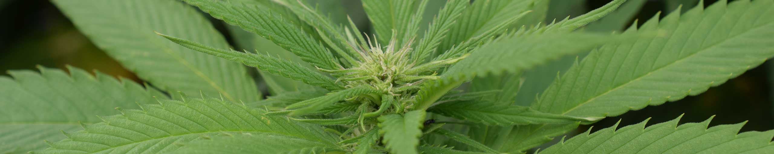 Cannabis Akademie Deutschland