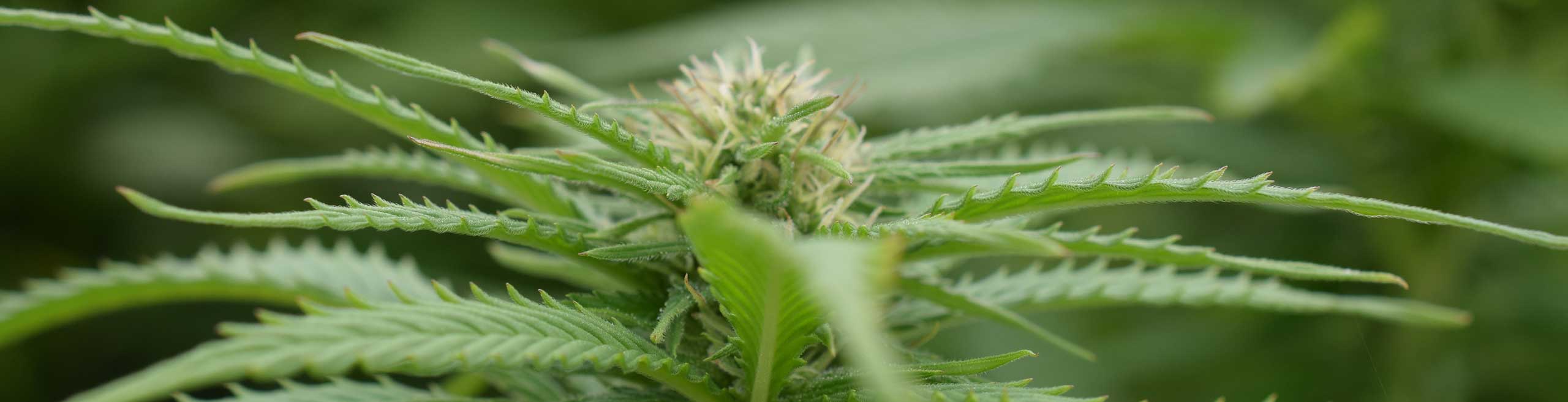 Cannabis Akademie Deutschland