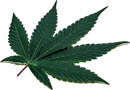 Cannabis Blatt