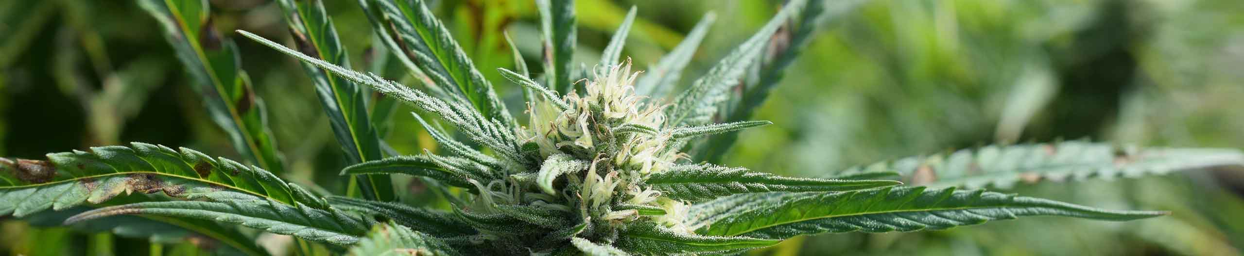 cannabis und red stripe jamaica