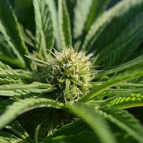 Weed in der Dominikanischen Republik