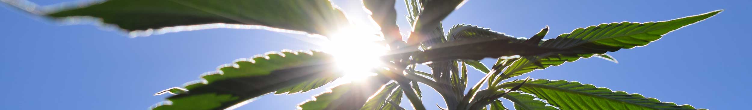 cannabis spanien huelva