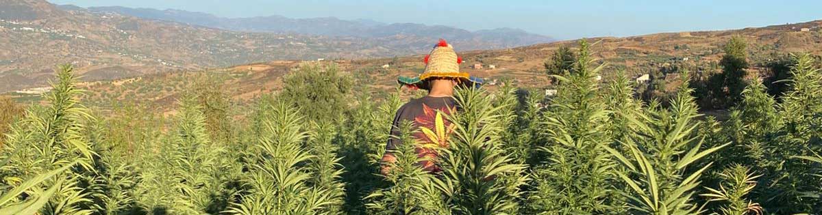 hanfanbau in marokko