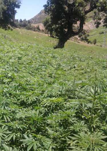 cannabis invester marokko gesucht