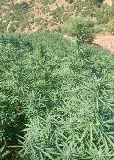 cannabis invester marokko gesucht