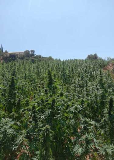 cannabis invester marokko gesucht