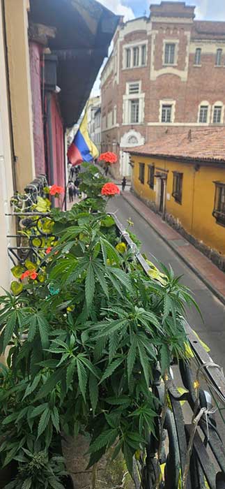 cannabis cafe bogota csc