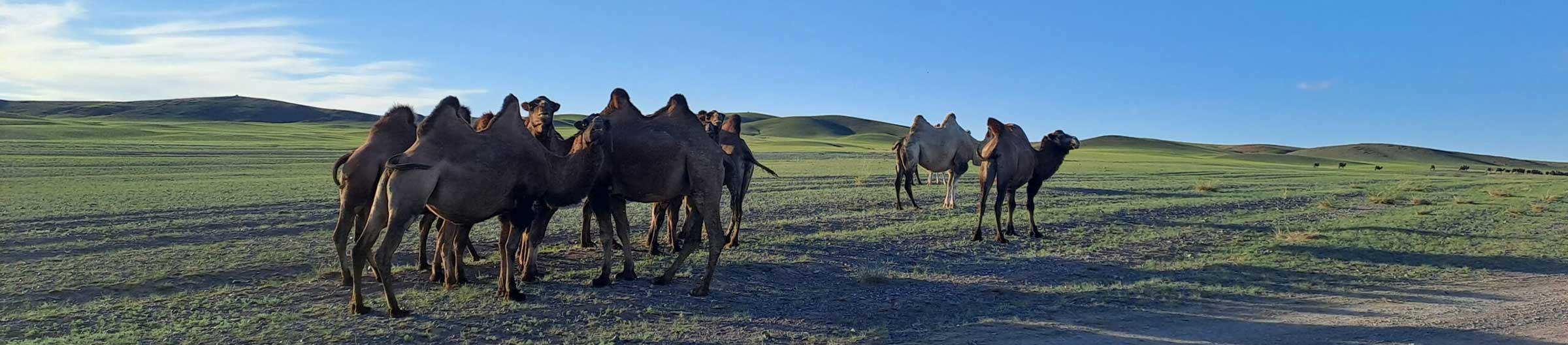 mongolia travel