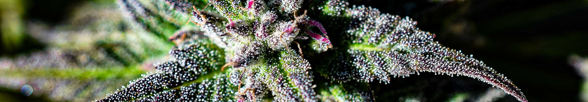 cannabis urlaub thailand