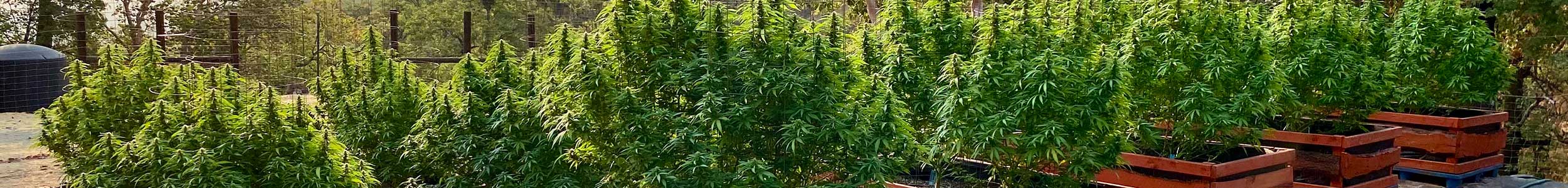 cannabis wein touren kalifornien