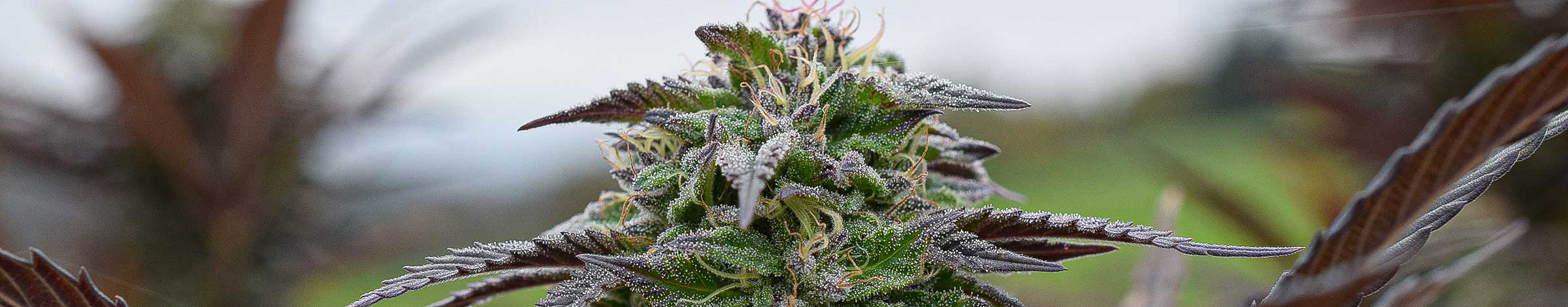 cannabis urlaub weltweit