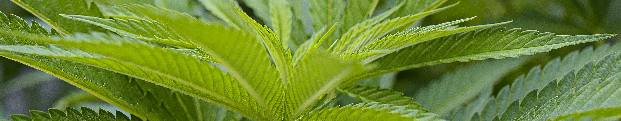 last minute cannabis urlaub