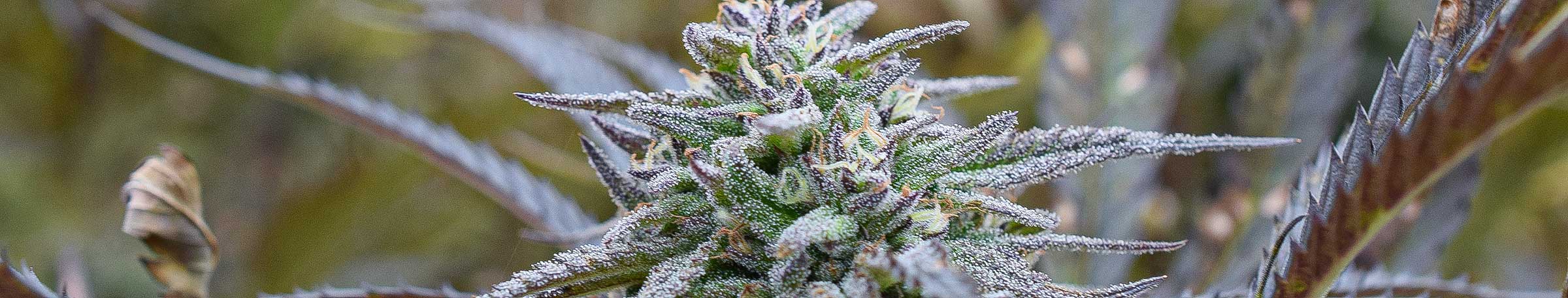 cannabis urlaub bosnien