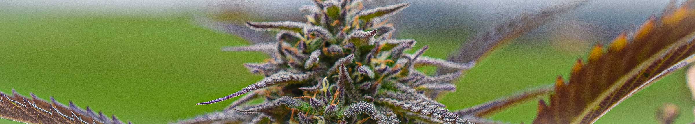 cannabis urlaub bayern königsee