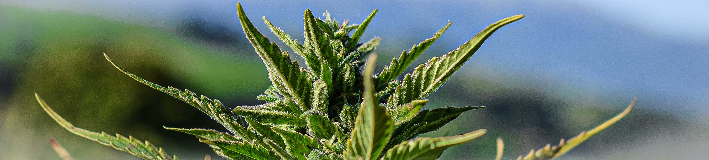 cannabis san marino italien