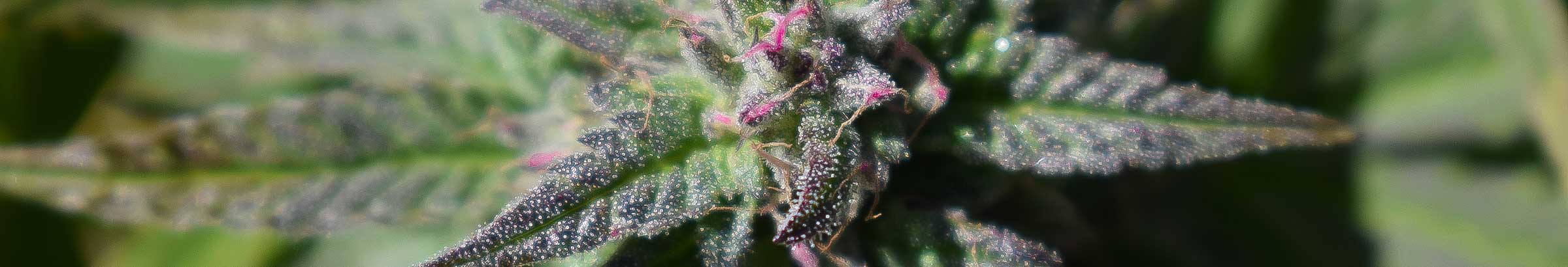 420 tours jamaika cannabis-urlaub