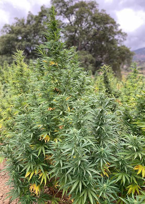 cannabis tour farm chefchaouen
