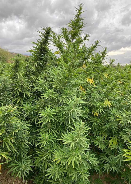 cannabis tour farm chefchaouen