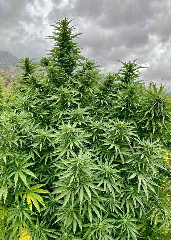 cannabis tour farm chefchaouen