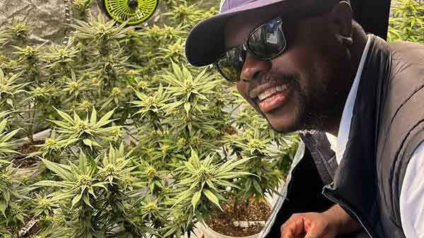 kuda cannabis guide kapstadt