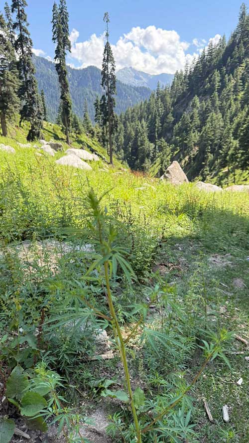 perde gründe wiesen pakistan