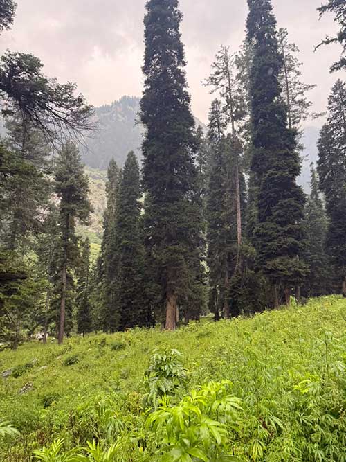 wilder cannabis pakistan