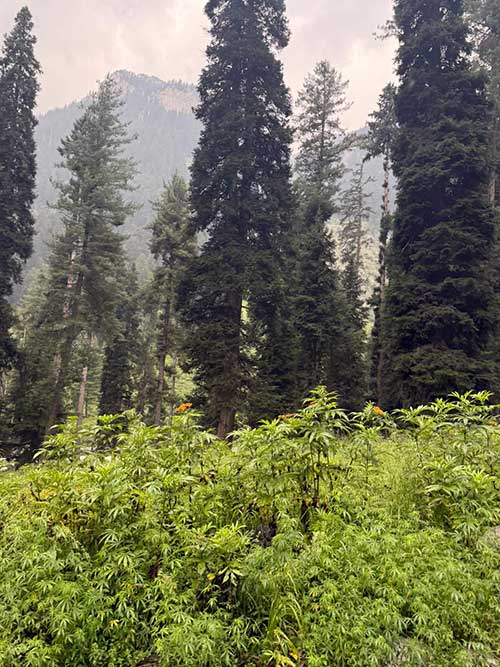 wilder cannabis pakistan