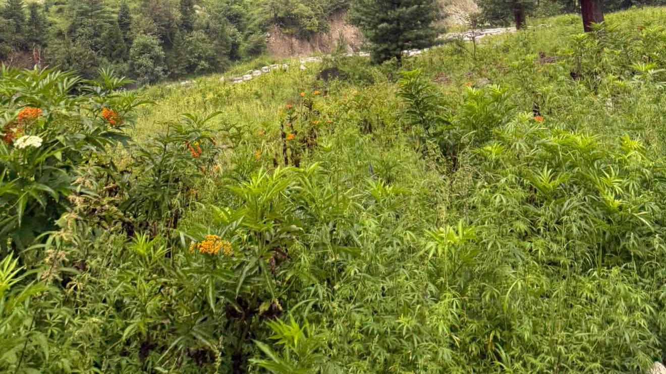 wilder cannabis in pakistan