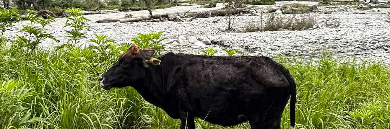 wilder cannabis in ganz pakistan