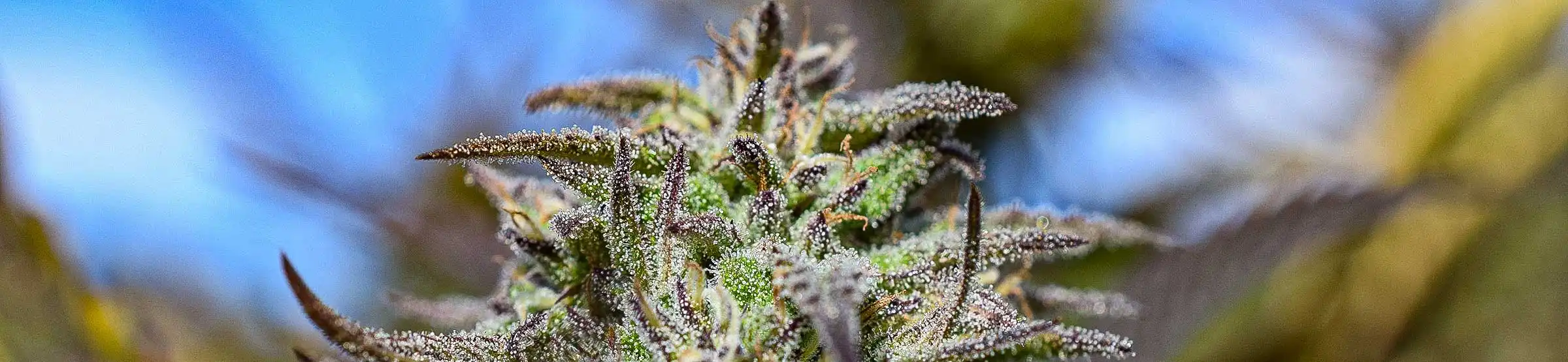 cannabis und seine geschichte