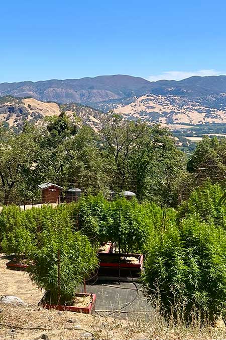 cannabis wein tour san francisco