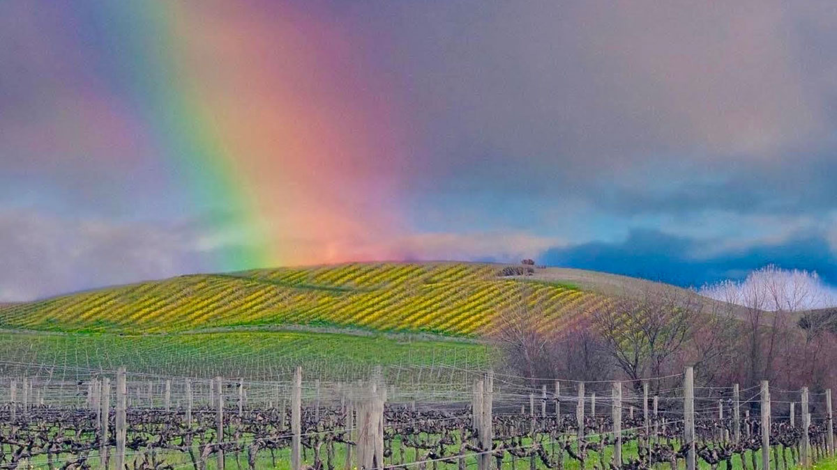 cannabis weintour san francisco usa