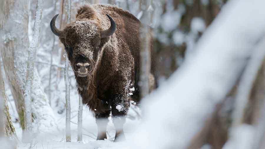 👉 Białowieża-Urwald: Polens grüne Urkraft