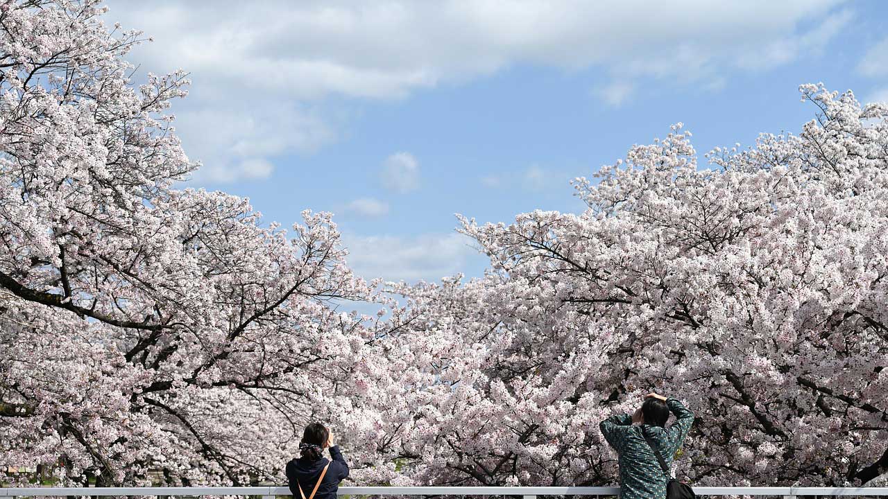 Kirschblüte im Jerte-Tal – Spaniens Frühlingswunder