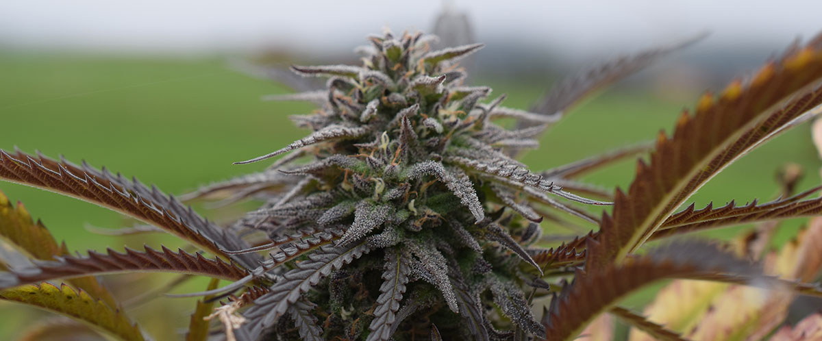 MySeeds.de Review – Sicher Cannabis-Samen online kaufen