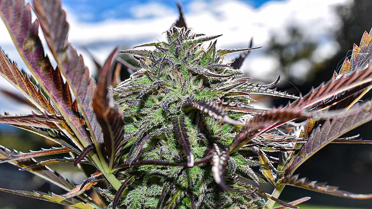 WeedSeeds4U & CannabisUrlaub: Natur heilt besser