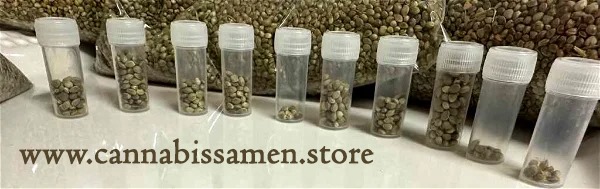 Original Cannabissamen aus Afghanistan