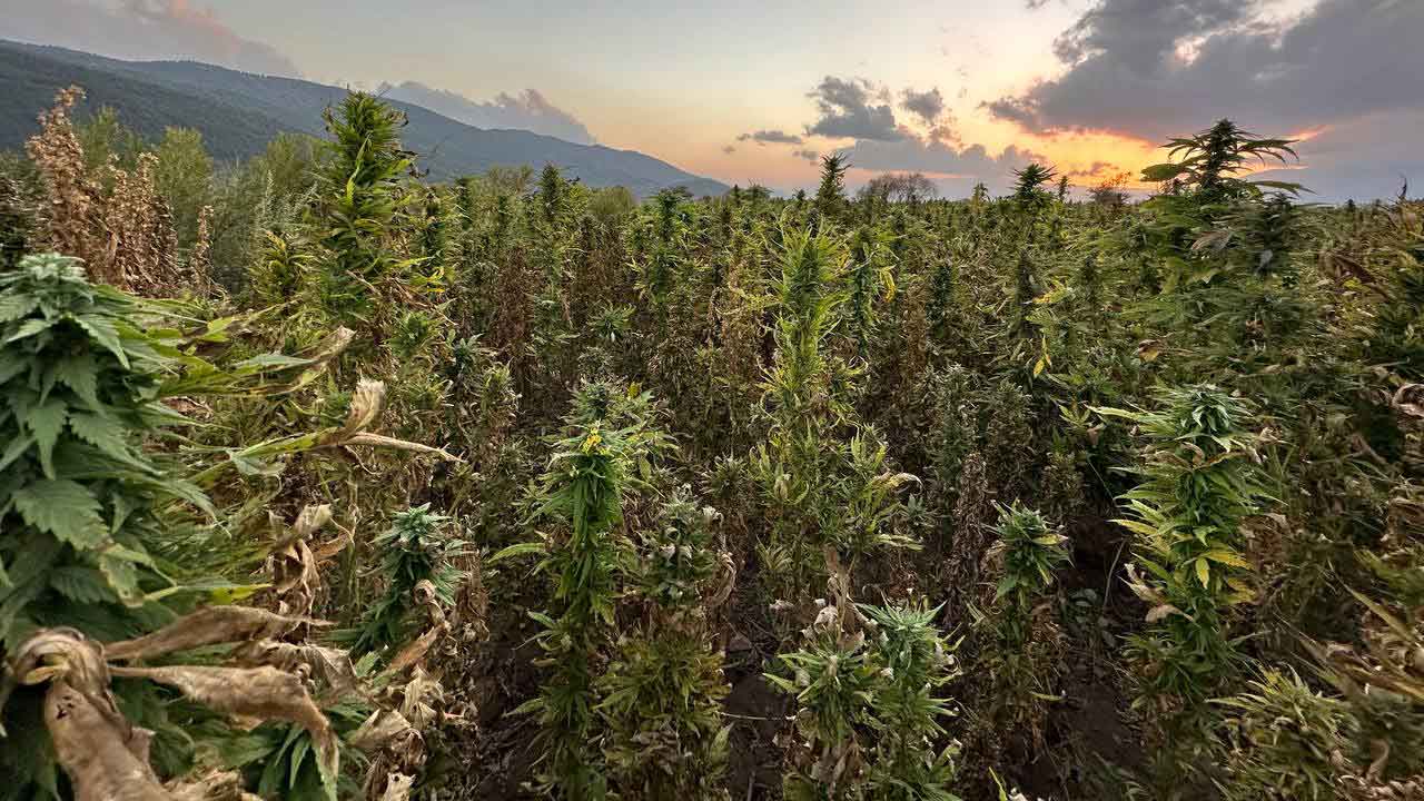 cannabis afghanistan tour