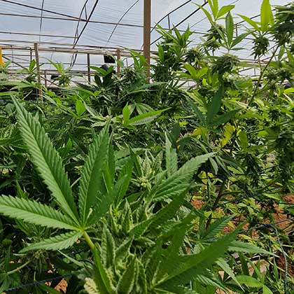 MJB Farm