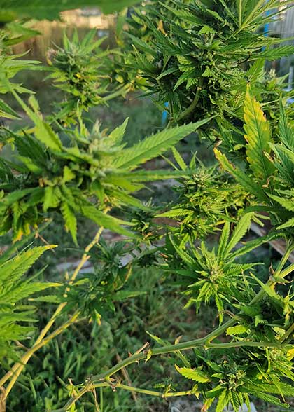 thai weed