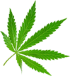 cannabis blatt weed