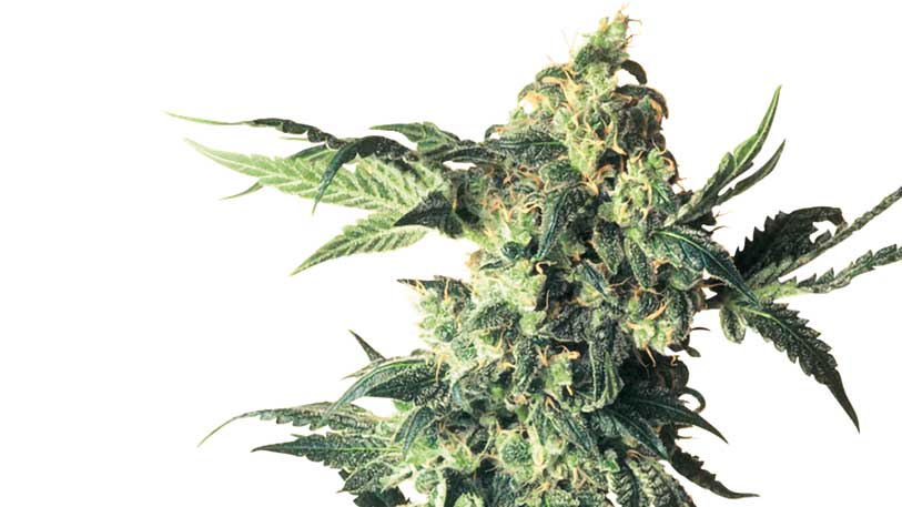 Drei Cannabissorten gegen Schlafprobleme