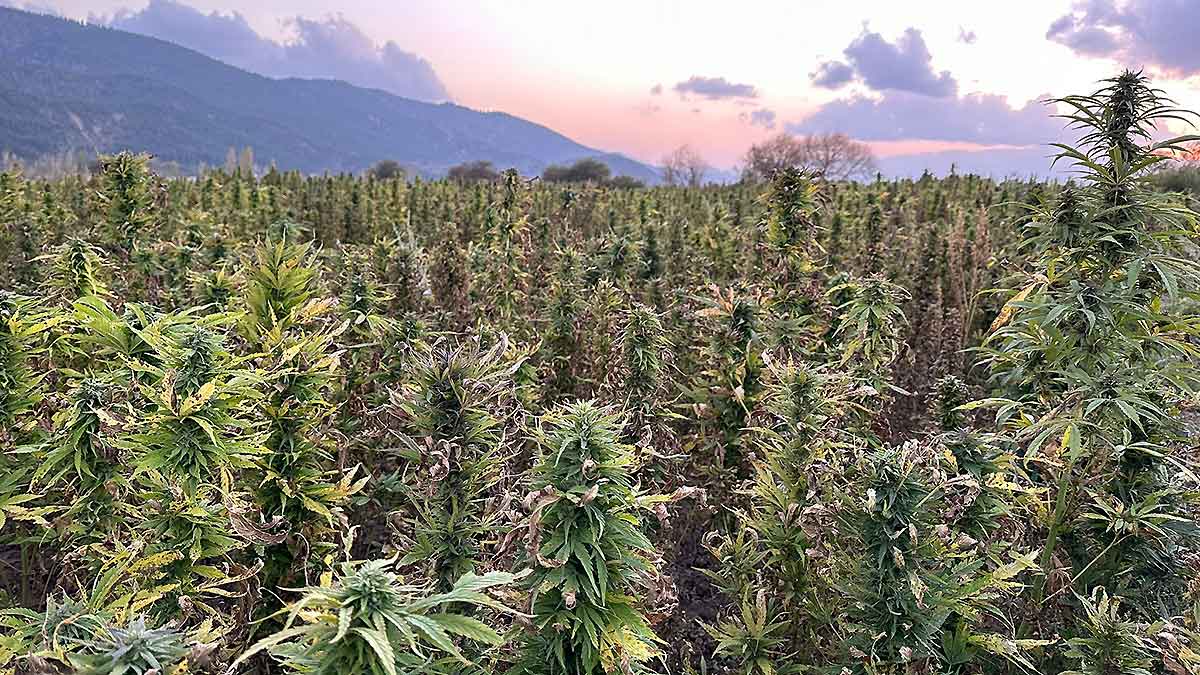 afghanistan cannabis