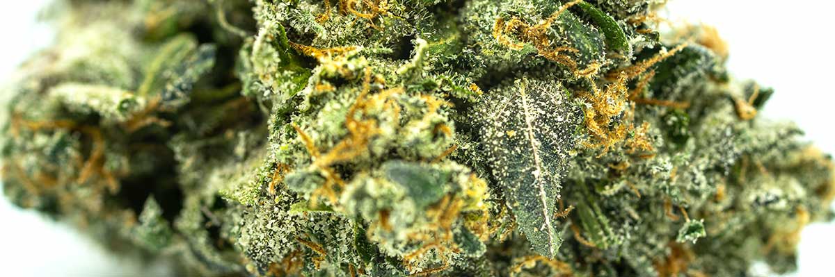 cannabis qualitaet bestimmen