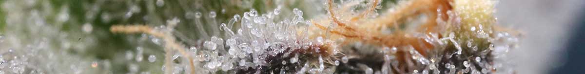 cannabis qualitaet