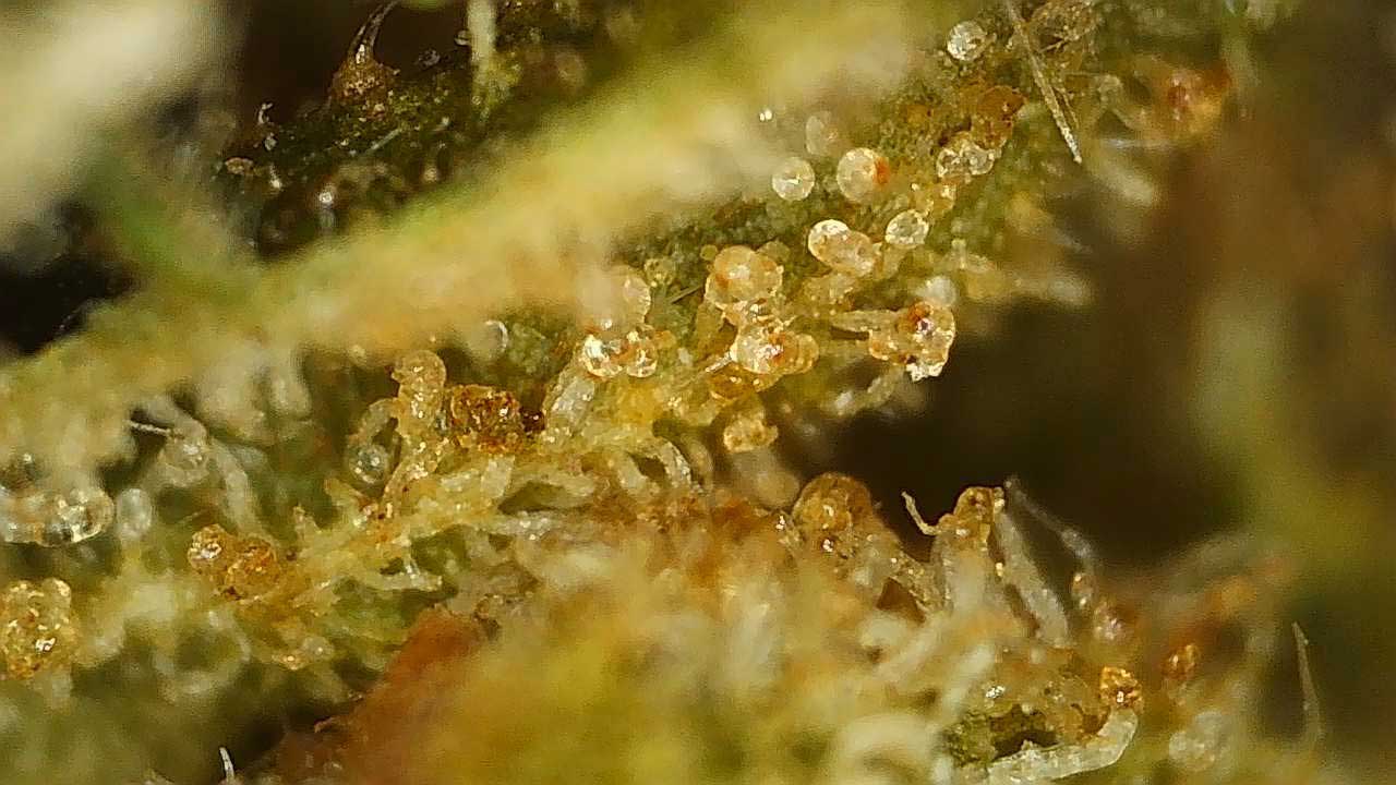 cannabis terpene