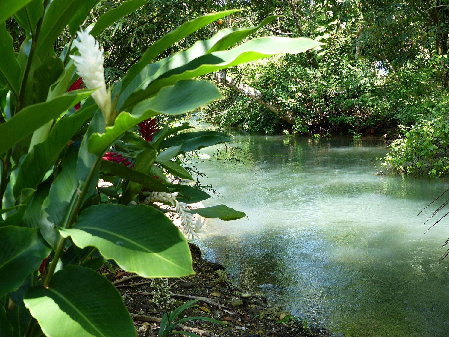 cannaibs jamaika