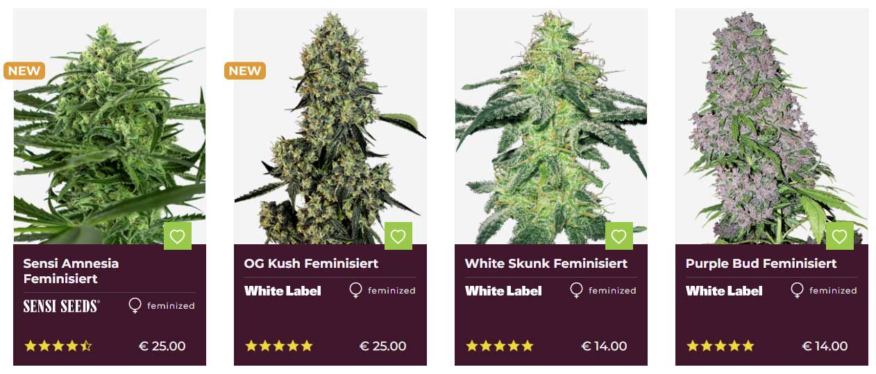 hanfsamen sensi seeds